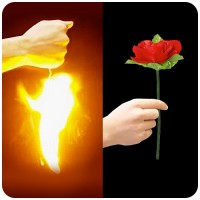 erscheinende Rose bei Zaubershop Frenchdrop erscheinende Rose bei Zaubershop Frenchdrop