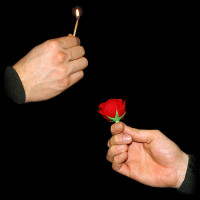 Zaubertrick Streichholz zu Rose bei Zaubershop Frenchdrop Zaubertrick Streichholz zu Rose bei Zaubershop Frenchdrop