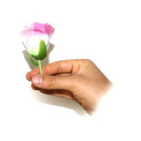 Erscheinende Rosen - Roses from nothing bei Zaubershop Frenchdrop Erscheinende Rosen - Roses from nothing bei Zaubershop Frenchdrop